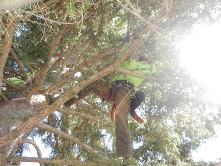 Image for Low Stump Tree Service with ID of: 3495532
