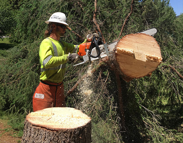Image for Low Stump Tree Service with ID of: 3495533