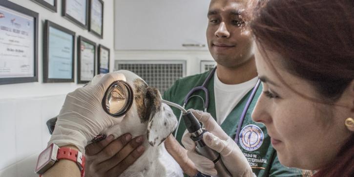 Image for Stethoscope hub with ID of: 3496334