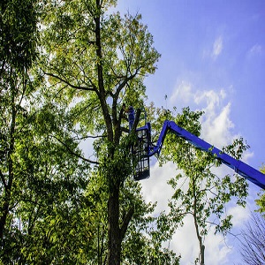 Image for Lowell Tree Pros with ID of: 3496486
