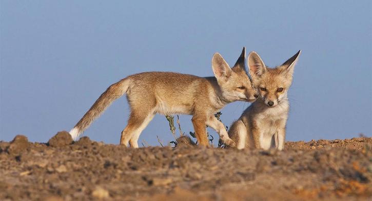 Image for Wild World India with ID of: 3500929