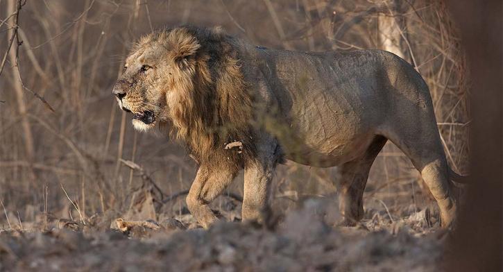 Image for Wild World India with ID of: 3500933