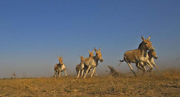 Image for Wild World India with ID of: 3500934