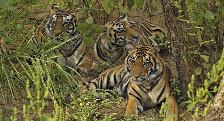 Image for Wild World India with ID of: 3500935