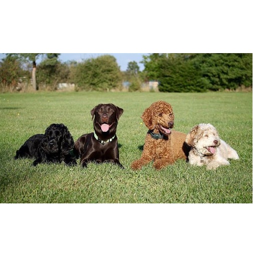 Image for Moonshadow Pet Resort with ID of: 3502289