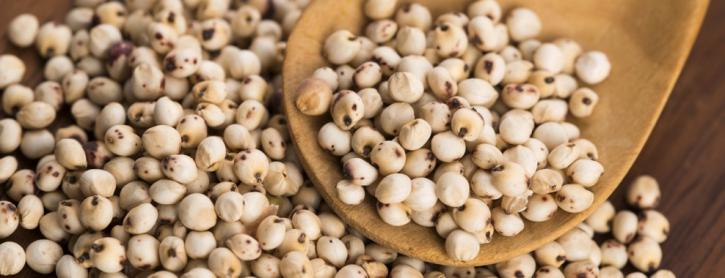 Image for Sorghum Market Study By Type, Application & Top Key Players - Advanta Seeds, Chromatin, Inc., E. I. du Pont de Nemours and Company, Hancock Farm and Seed Company with ID of: 3503452