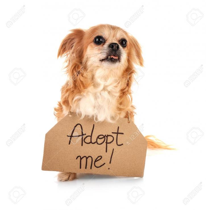 Image for Buy pets with ID of: 3504027