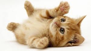 Image for Buy pets with ID of: 3504030