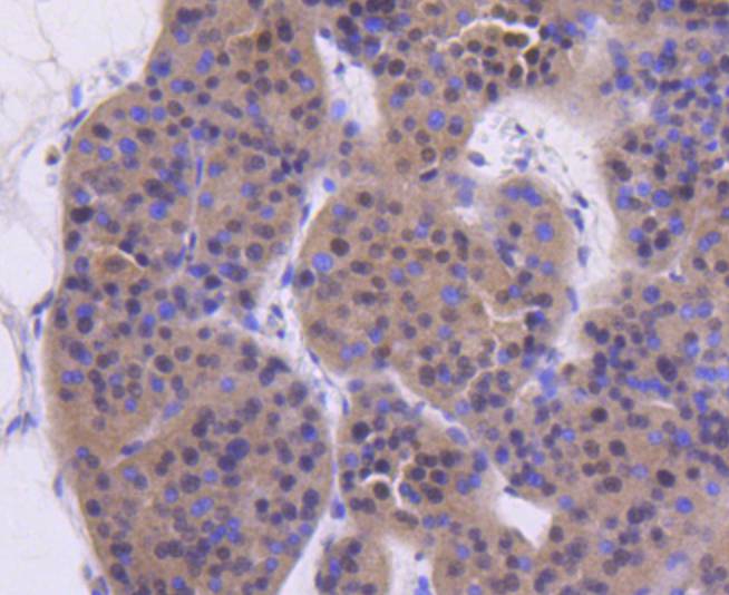 Image for anti bradykinin with ID of: 3505619