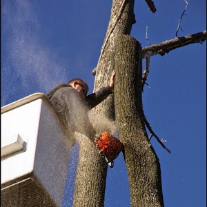Image for JC Tree Care with ID of: 3506451
