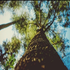 Image for JC Tree Care with ID of: 3506453