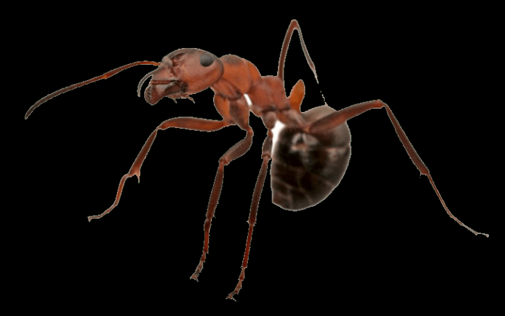 Image for Termite Control Ventura,Bedbug Control Ventura with ID of: 3508034