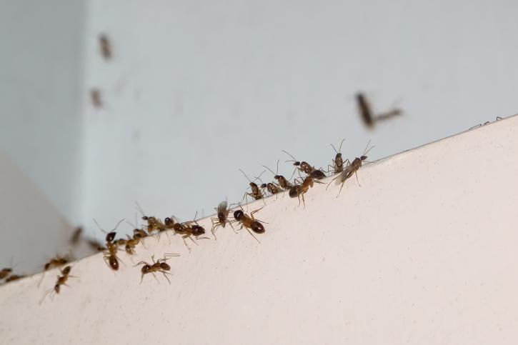 Image for MC Pest Control Service Inc with ID of: 3509408