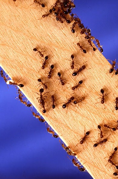 Image for Tom's Pest Control Brisbane with ID of: 3511668