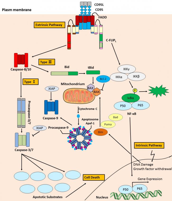Image for apoptosis array with ID of: 3512717