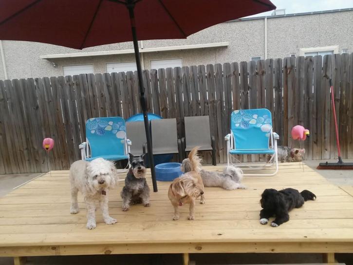 Image for Petite Pooch Chateau with ID of: 3515509