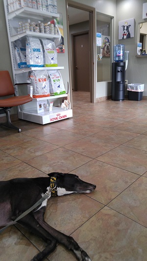 Image for Meadowrun Affordable Pet Care with ID of: 3517380