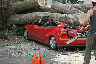 Image for Sarasota Tree Service Experts with ID of: 3520700