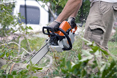 Image for Sarasota Tree Service Experts with ID of: 3520701