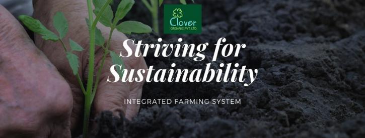 Image for Clover Organic with ID of: 3523913