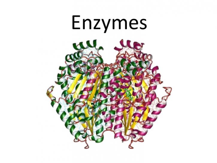 Image for Enzymes Market Research Report Forecast with ID of: 3524021