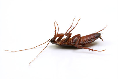 Image for Xterminate Pest Control with ID of: 3525877