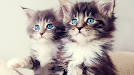 Image for Cornwall Pet Co. with ID of: 3526037