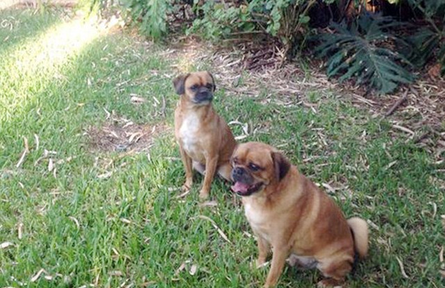 Image for Wanneroo Boarding Kennels and Grooming with ID of: 3529544