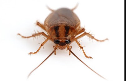 Image for Viking Pest Control with ID of: 3529602