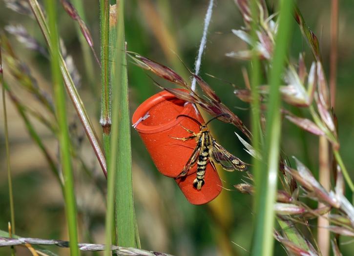 Image for Pheromones Market Study By Crop Type, Application & Top Key Players - BASF, Bedoukian Research, Bio Controle, Biobest Belgium, Bioline Agrosciences, Certis Europe with ID of: 3530184