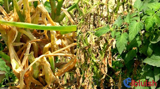 Image for Bactericides Market Study By Type, Mode Of Application & Top Key Players - Adama Agricultural Solutions Ltd., American Vanguard Corporation, Aries Agro Ltd, Basf Se with ID of: 3533502