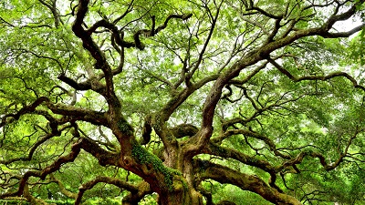 Image for trimming tree service with ID of: 3533776