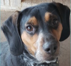Image for Pest Pups with ID of: 3534951
