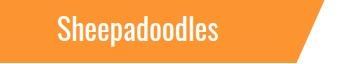 Image for F1b Mini Sheepadoodles for Sale | Open Range Pups with ID of: 3536762