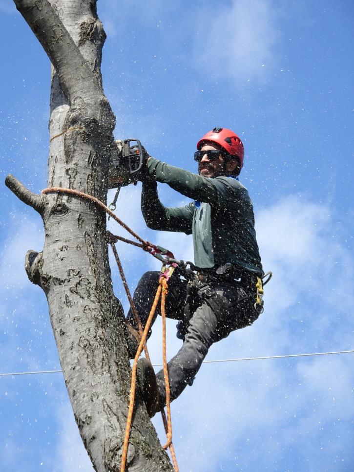 Image for Tree Stars Services Marietta with ID of: 3539539
