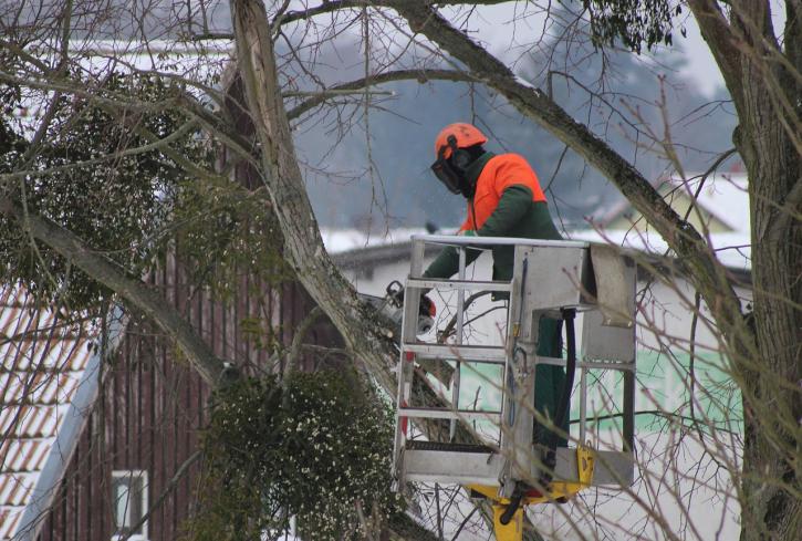 Image for Tree Stars Services Marietta with ID of: 3539543