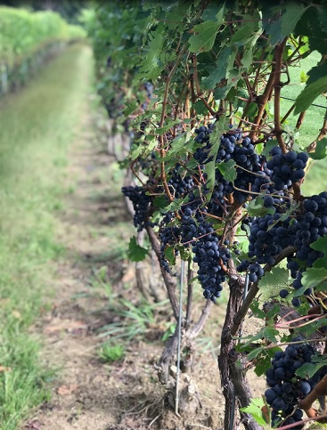 Image for M Cellars with ID of: 3539663