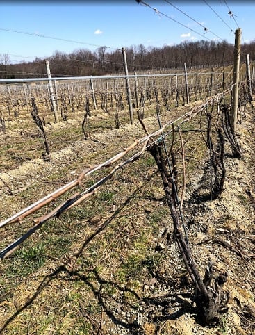 Image for M Cellars with ID of: 3539665