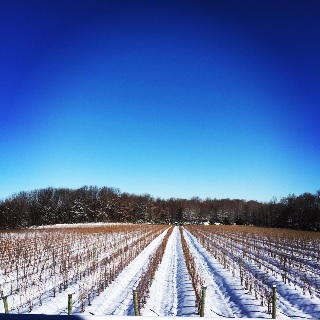 Image for M Cellars with ID of: 3539668