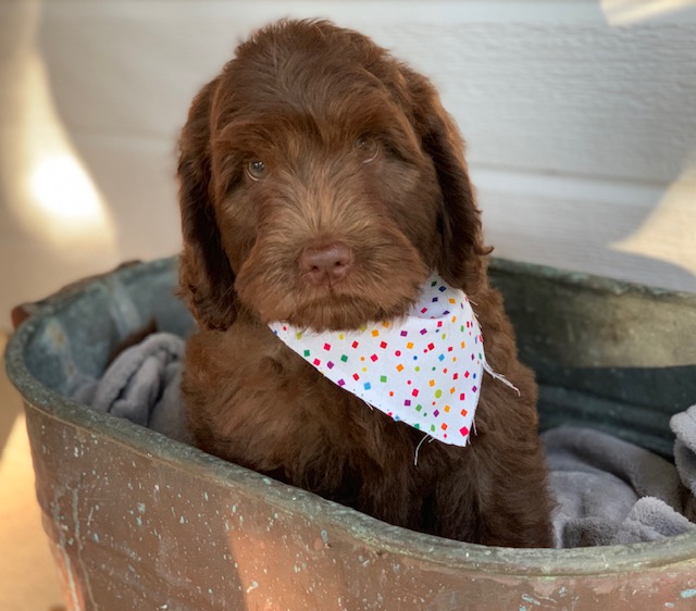 Image for Texas Labradoodles with ID of: 3542025