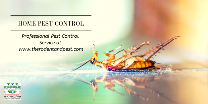Image for Home Pest Control Service with ID of: 3543784
