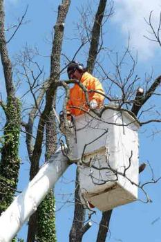 Image for American Tree, LLC. with ID of: 3543895