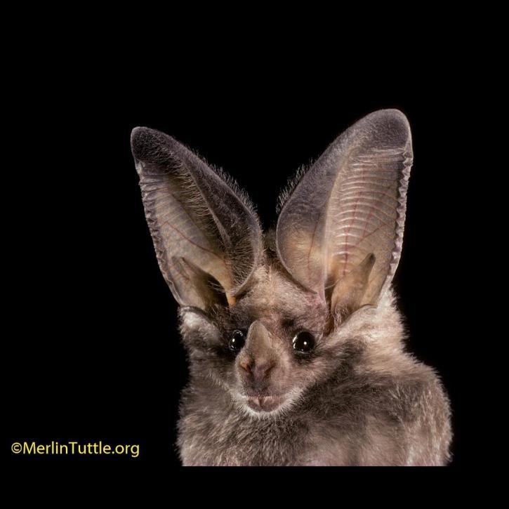 Image for Merlin Tuttle's Bat Conservation with ID of: 3543897