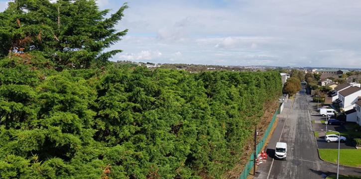 Image for Tree Surgeon Ireland with ID of: 3546120