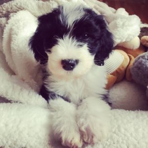 Image for F1 Mini Sheepadoodles for Sale | Open Range Pups with ID of: 3546285