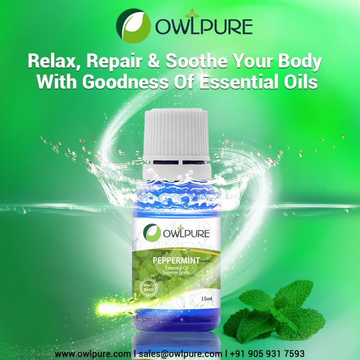 Image for How pudina patte is going to help you? with ID of: 3546980