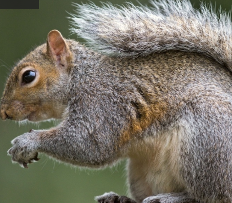 Image for Tracker Pest Control with ID of: 3550392