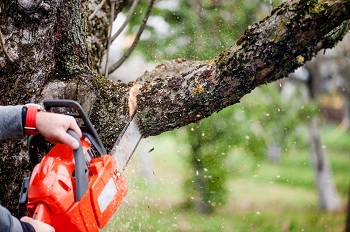 Image for Yonkers Tree Pros with ID of: 3550848