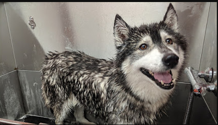 Image for Dirty Dingos LTD with ID of: 3555083