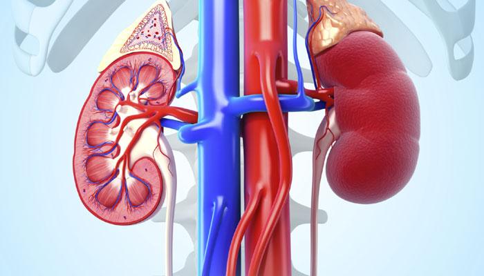 Image for Kidney Transplant Doctors Delhi, India with ID of: 3558151